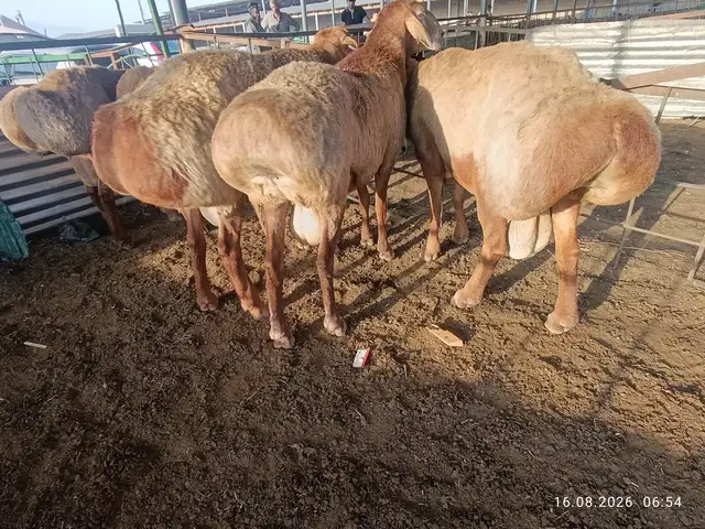 Гусфанд, Душанбе