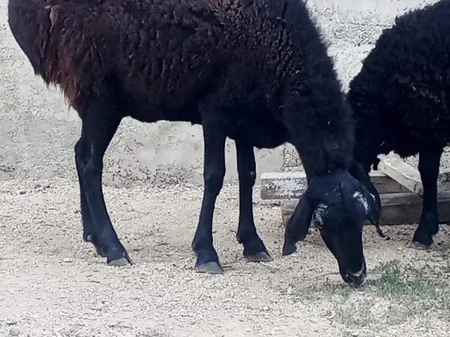 Гусфанди бони, Душанбе