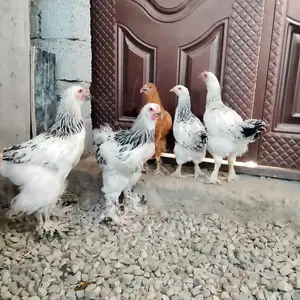 Чуҷаҳои Брама, Турсунзаде