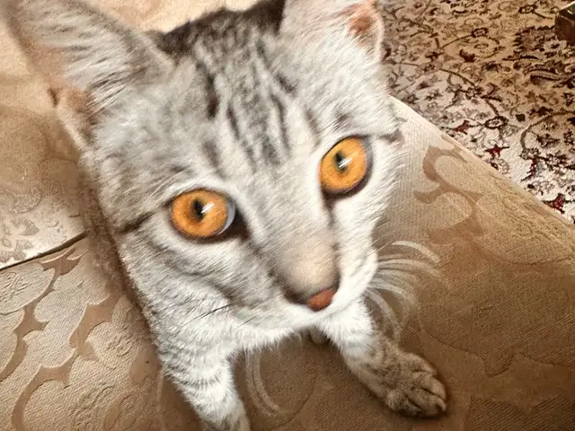 Кошка даром, Душанбе