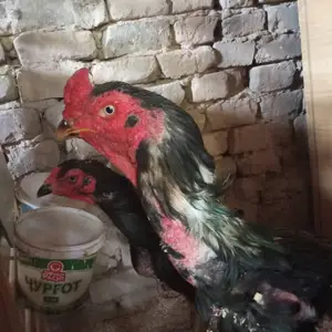 Хуруз ва мокиён, Душанбе