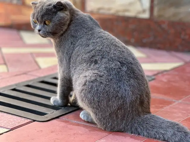 Кошка шотландская, Худжанд - 2