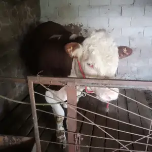 Бука, Гиссар