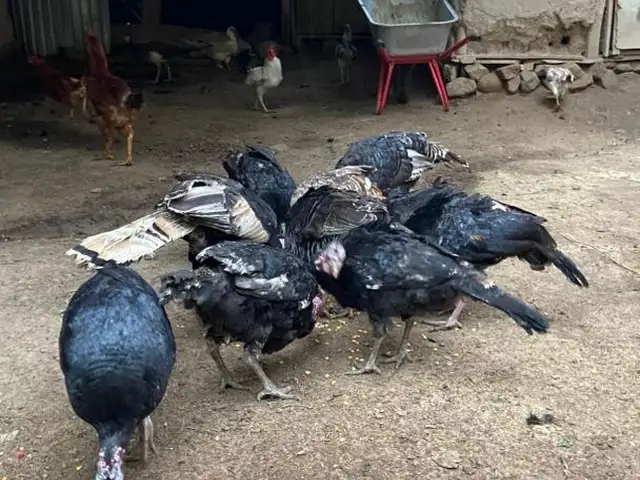 Индейка и индюк, Канибадам