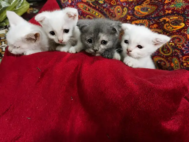 Вислоухие котята 3мес, Хуҷанд