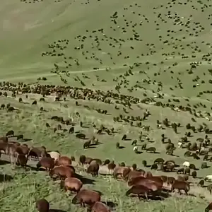 Барра, Душанбе