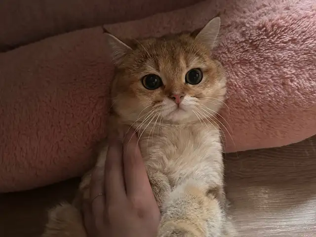 Кот на вязку, Душанбе