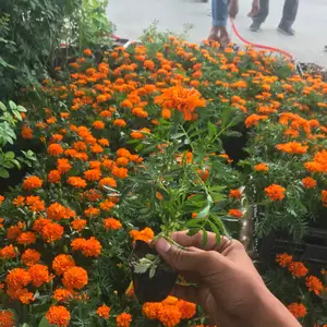 Гули тагес, Душанбе