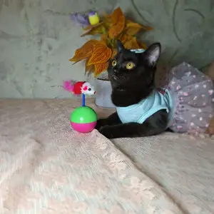 Шотландская прямоухая кошечка, Худжанд