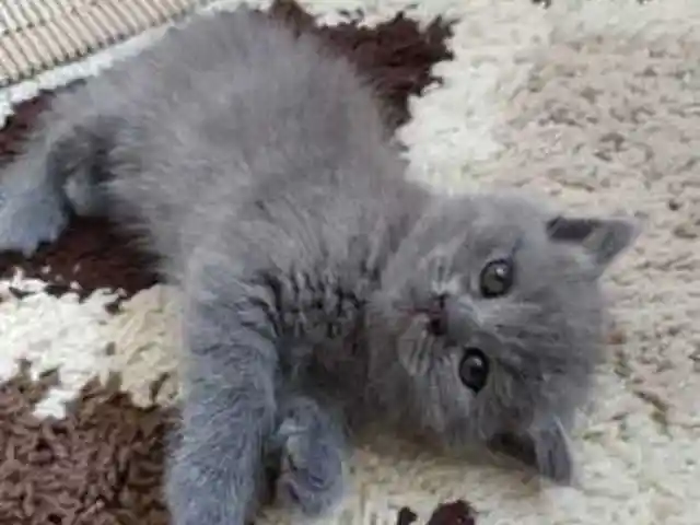 Шотландский прямоухий котенок, Душанбе