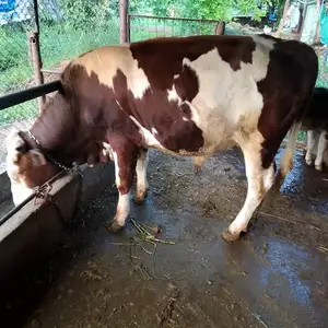 Бука, Яван