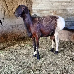 Кушкор, Яван