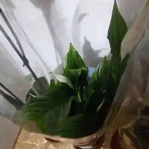 Женское счастья, Худжанд