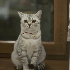 Шотландская прямоухая кошечка на вязку, Душанбе