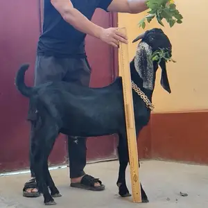 Козлик, Худжанд
