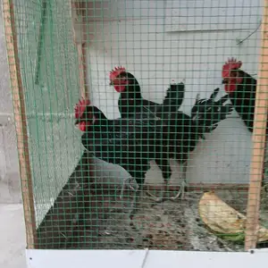 Хуруз, Худжанд