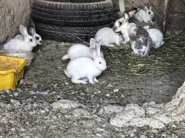 Харгуш, Душанбе