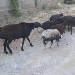 Кушкор, Рашт