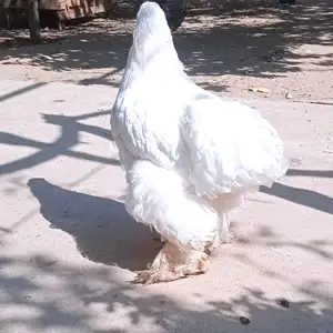 Тухми фуруши, Вахдат