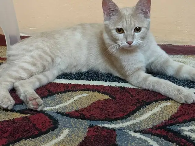 Кошка, Душанбе