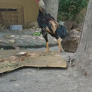 Дакан чуча, Душанбе