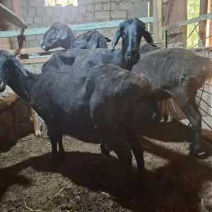 Солук хисори, Худжанд