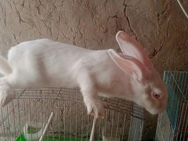 Кролик, Худжанд