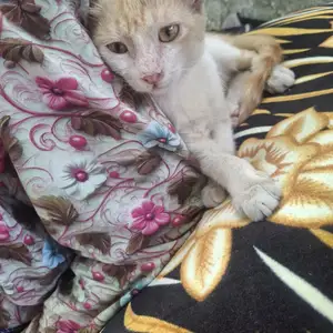 Пишакчахои хонаги, Душанбе
