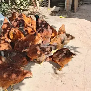 Мурги ломанбран, Ҳисор