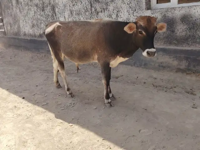 Бука, Ёвон