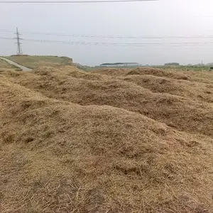Кахи гандум, Душанбе