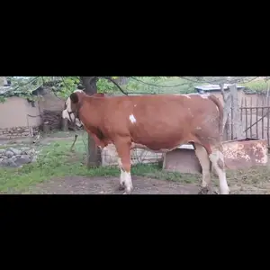 Ғуноҷини сементал, Мӯъминобод