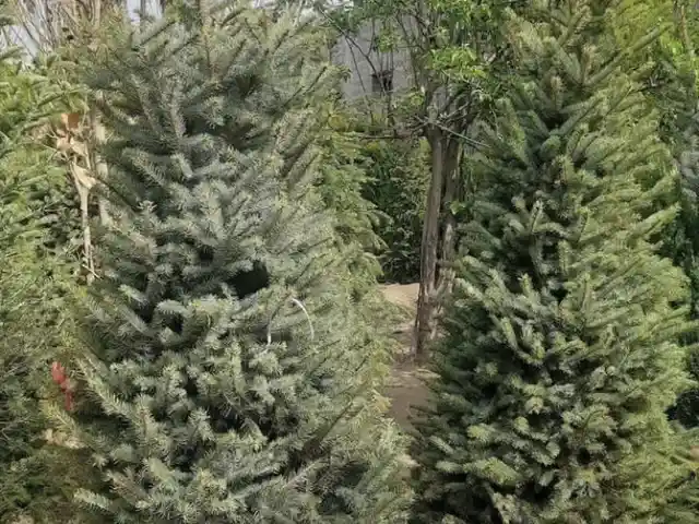Ель голубая, Душанбе