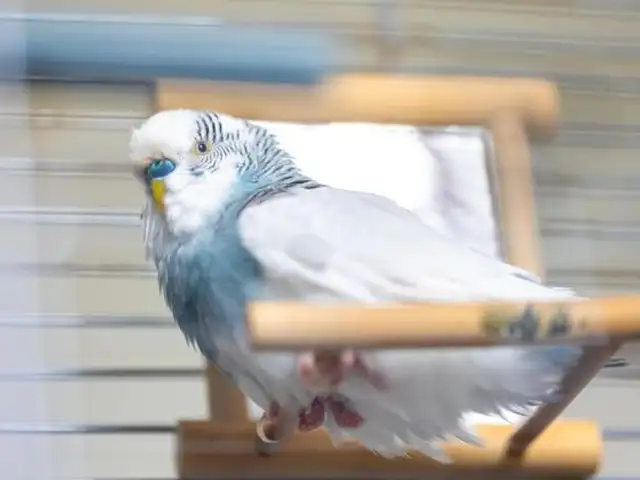 Попугай, Душанбе