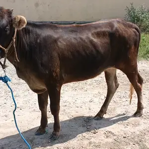 Гуночин, Фархор