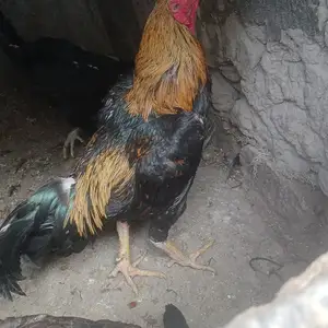 Хуруз, Худжанд