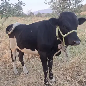 Бука, Душанбе