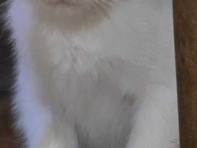Кошечка, Душанбе
