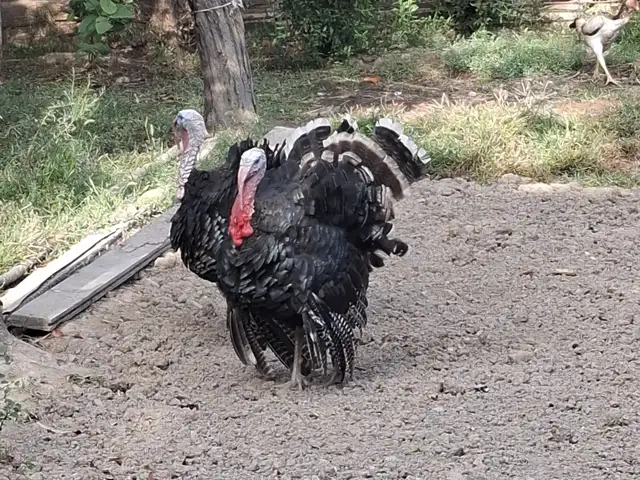 Мург, Матча