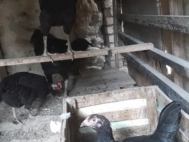 Тухми мургхои хонаги, Худжанд