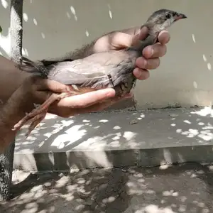 Кабк чуча, Душанбе