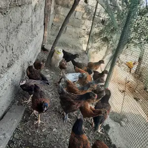 Мурги хонаги, Душанбе