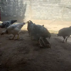 Мурги рябушка, Турсунзаде