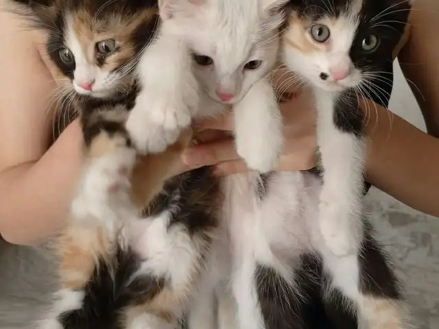 Котята, Бустон (Чкаловск)