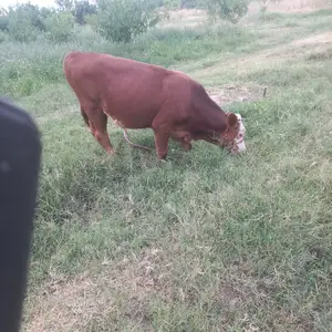 Букача, Худжанд
