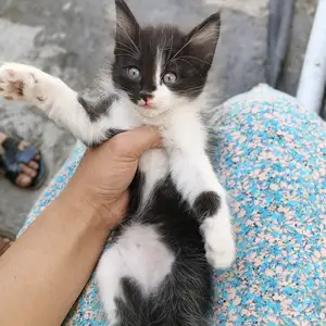 Котёнки турецкая ангора, Душанбе