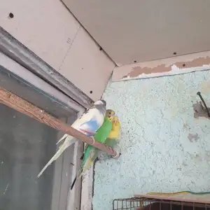 Попугай, Душанбе