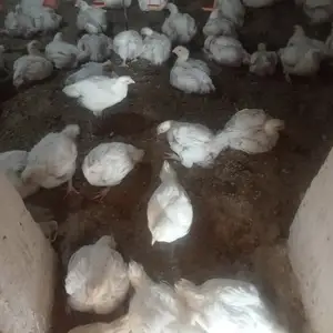 Чучаи бройлер, Файзабад