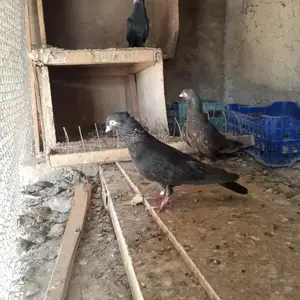 Кафтар, Душанбе