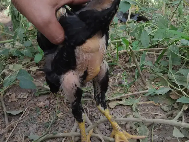 Даконхои махали, Хуросон